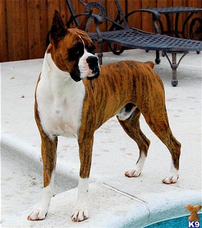 Stud Dogs - Boxer